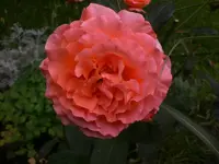 Garten Juli5 015.webp