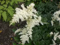 Garten Juli5 016.webp