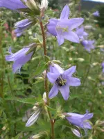 Garten Juli5 018.webp