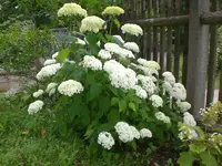 Garten Juli5 019.webp
