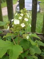 Garten Juli5 020.webp