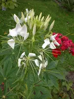 Garten Juli5 021.webp