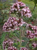 Garten Juli5 022.webp