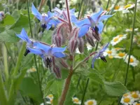 Garten Juli5 024.webp