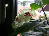 Garten Juli6 002.webp