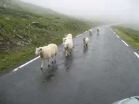 NorwegenSchafe_xs.webp
