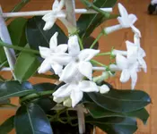 Geschenk.webp