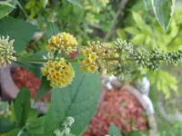 Sungold Juli 09(2).webp