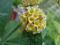 Sungold Juli 09.webp