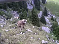 Eine Kuh mitten auf dem Wanderweg.webp
