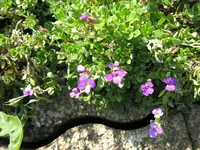 garten 010kl.webp