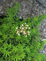 garten 013kl.webp