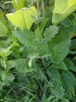 wassersalbei1.webp