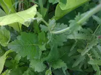 wassersalbei2.webp