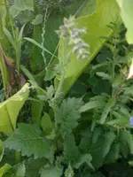 wassersalbei3.webp