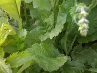 wassersalbei4.webp