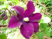 Clematis 'Warszawska Nike'.webp Clematis 'Warszawska Nike'.webp