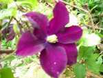 Clematis 'Warszawska Nike'.jpg