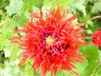 Puschelmohn.webp