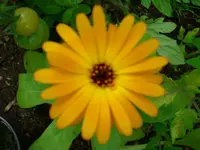 Ringelblume.webp