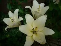 L creme.webp