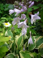 Hosta gestreift.webp