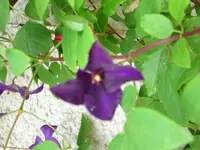 Clematis.webp