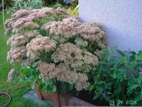Fette Henne.webp