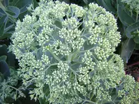 DSCN0965.webp