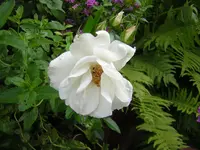DSCN0966.webp