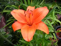 DSCN0967.webp