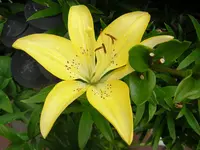 DSCN0968.webp