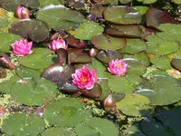 Seerosen 2.webp