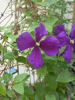 Clematis Vorgarten.webp Clematis Vorgarten.webp