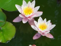 CIMG6329.webp