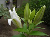 CIMG6415.webp