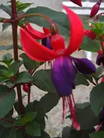 CIMG6420.webp