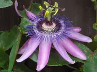 CIMG6396.webp