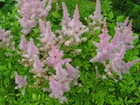 CIMG6423.webp