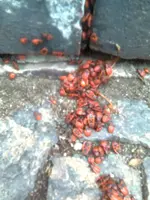 allerlei 07-09_2 002.webp