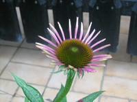 IMG_2069.webp