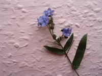 Pflanzen 011.webp Pflanzen 011.webp