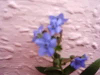 Pflanzen 012.webp Pflanzen 012.webp