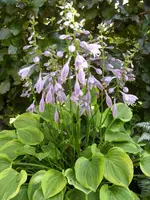 Funkie mit Blüte(2).webp