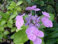 IMGP1923.webp