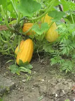 garten 09 002.webp