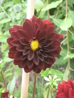 garten 09 004.webp