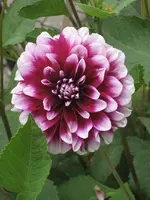 garten 09 005.webp