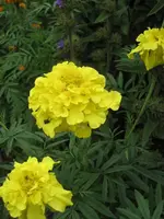 garten 09 011.webp