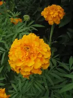 garten 09 012.webp